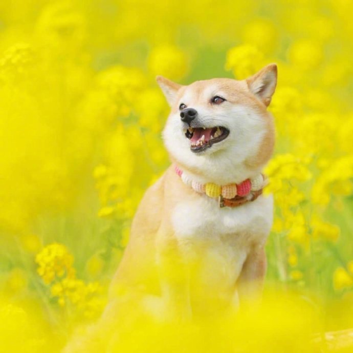 油菜花海和元气满满的小柴犬图片