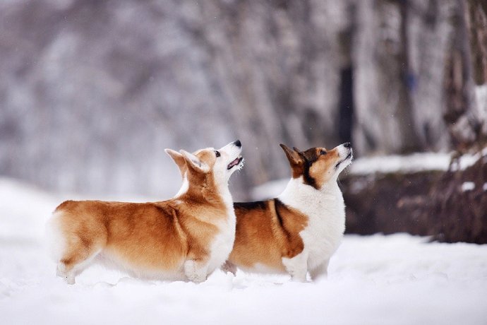 一组雪地里可爱的柯基图片欣赏