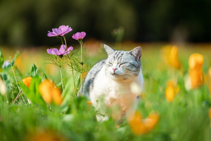 灿烂的花海和可爱的猫咪