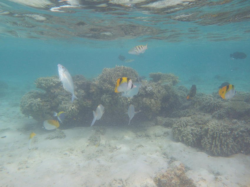 美麗的海底小魚圖片