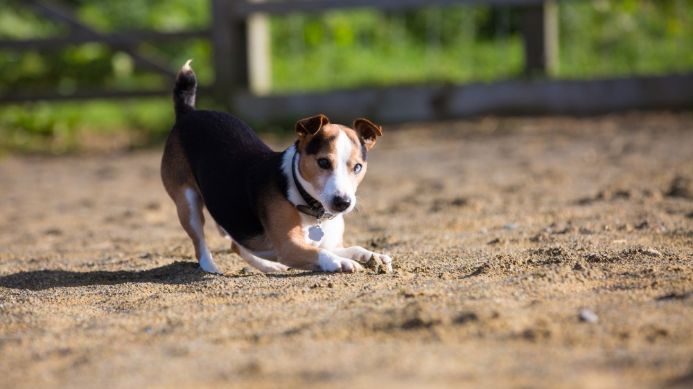 一組可愛(ài)的比格犬圖片欣賞