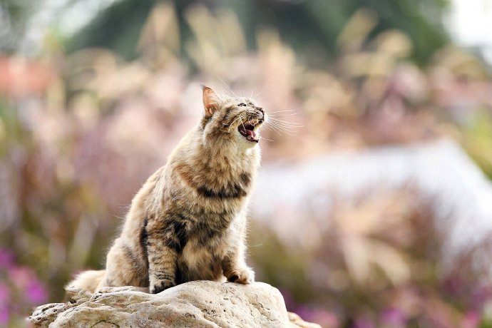 一组萌萌哒的美猫图片欣赏