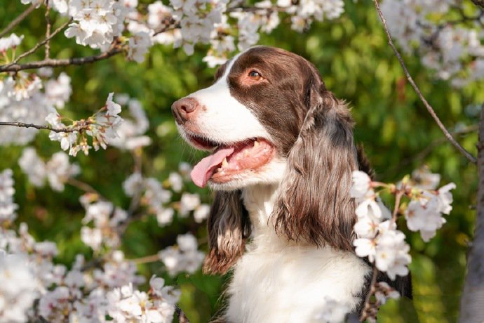 一组史宾格犬春天里的写真图