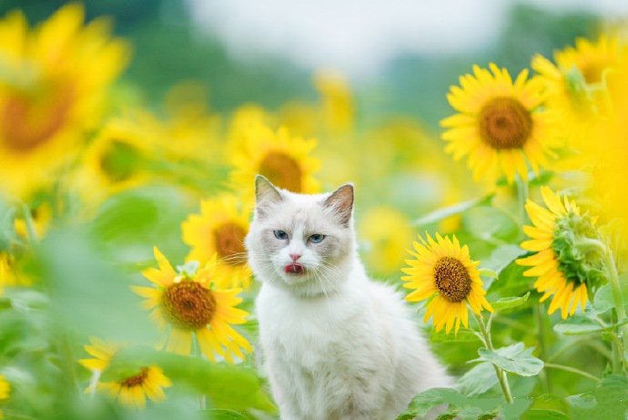 向日葵花海里的布偶猫