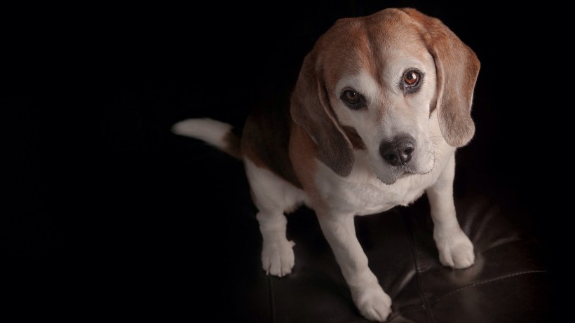 开朗可爱的比格犬图片