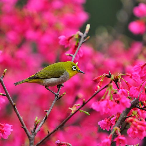 春天里的繡眼鳥圖片