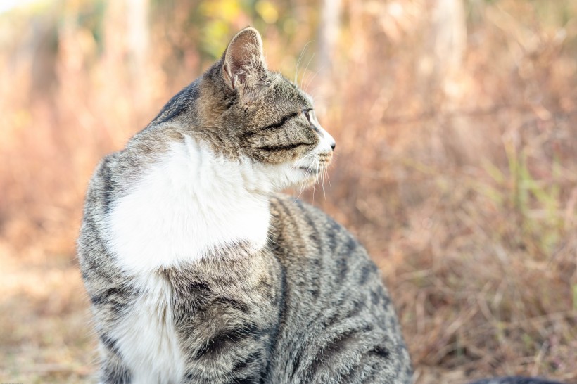 草地上的灰猫图片