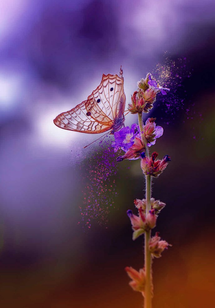 一组微距离超唯美的蝴蝶图片