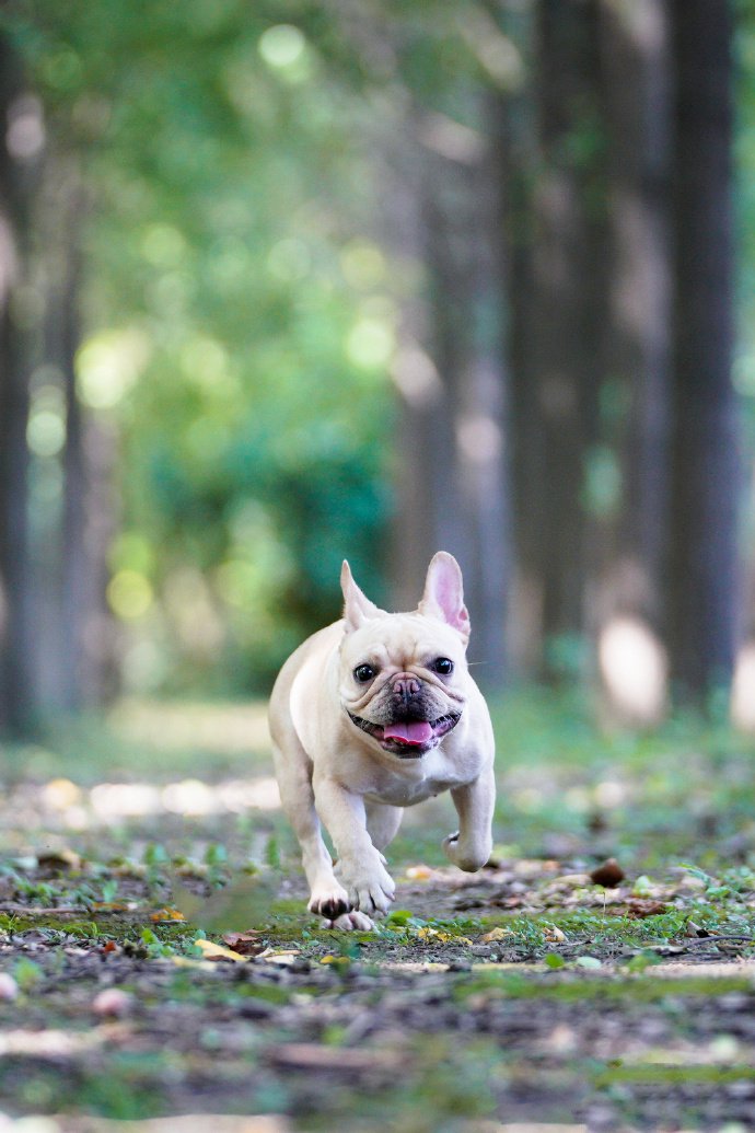 跑的飛快的小短腿斗牛犬