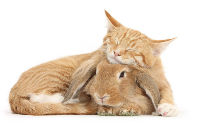 一组神奇的猫咪与兔子摄影图片