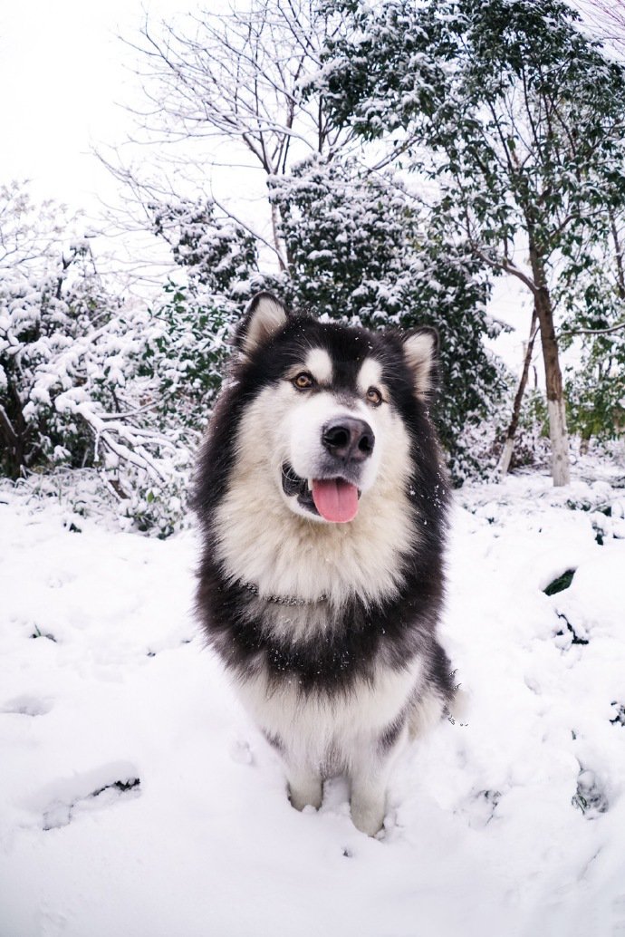 下雪天唯美的阿拉斯加图片