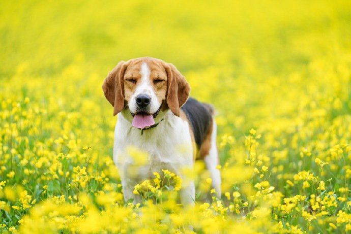 油菜花中精力旺盛的比格犬狗狗