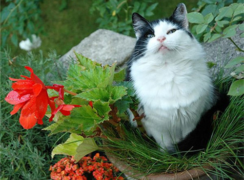 花盆里的可爱猫咪