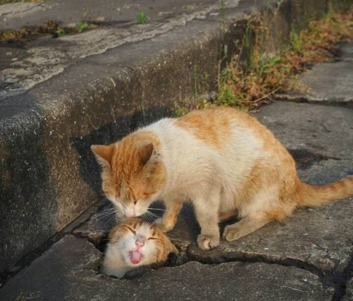 摄影师镜头下的流浪猫，太有爱了