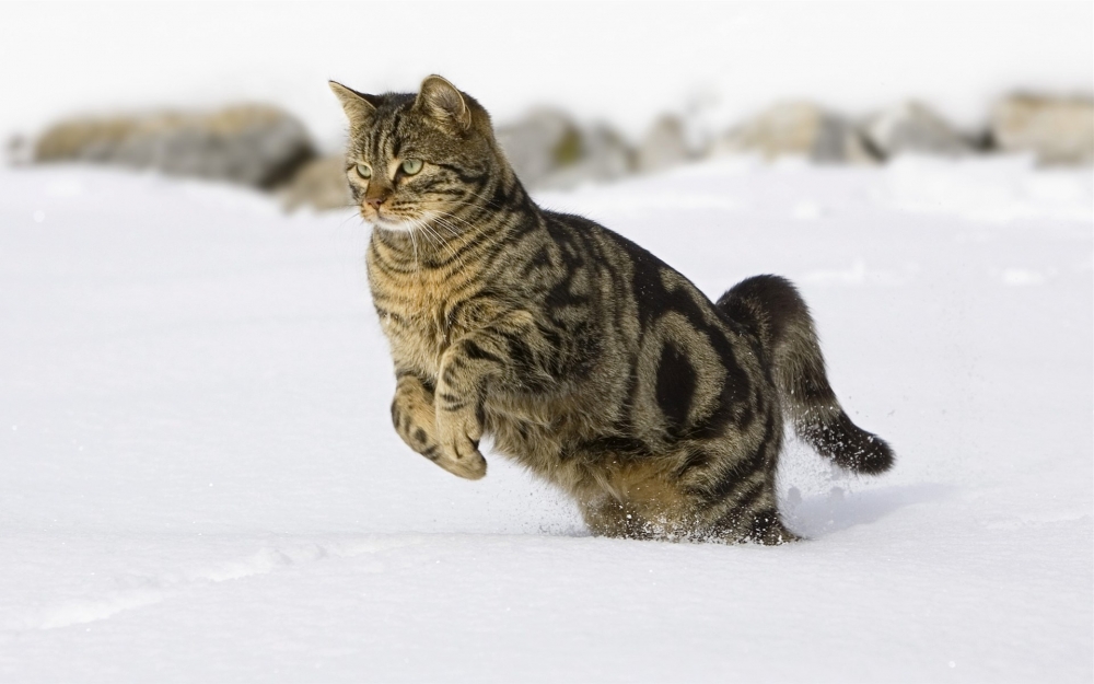 雪地里尽情嬉戏的小猫图片