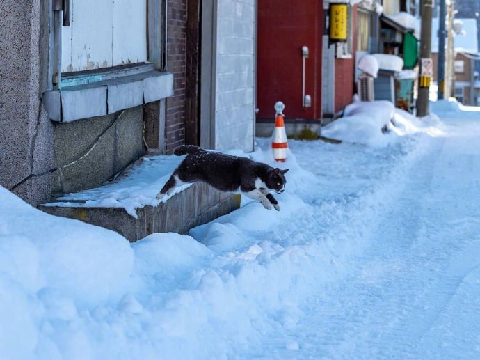 在雪地里的猫咪图片