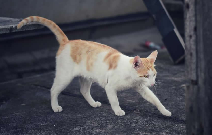 一组自己拍摄的家猫图片