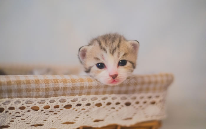 一组刚刚出生没多久的小猫图片欣赏