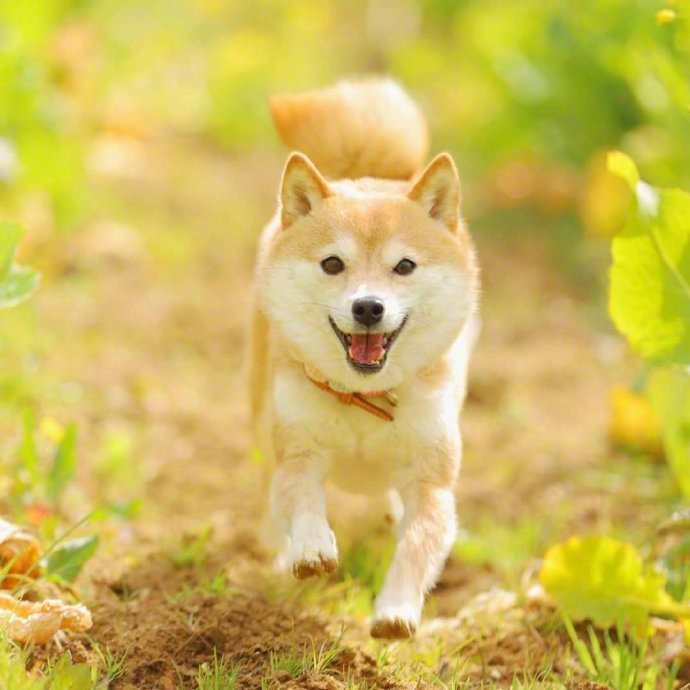 油菜花海和元气满满的小柴犬图片