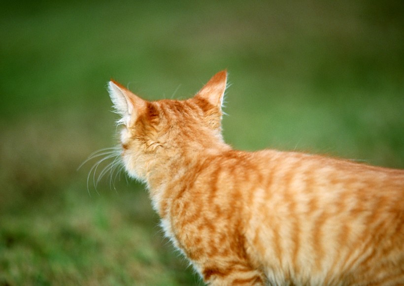 草地玩耍猫咪图片