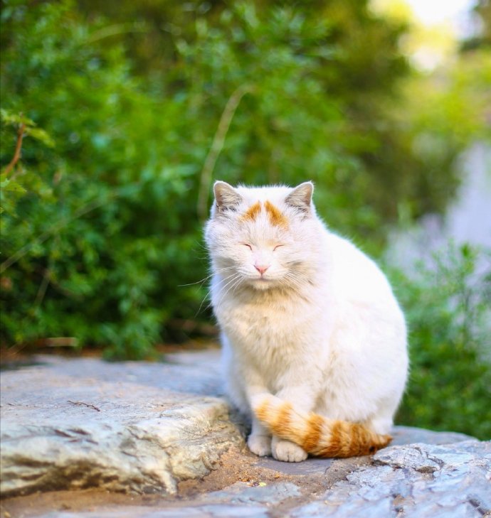 闲适舒服的懒猫猫