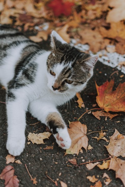 可爱的灰猫图片