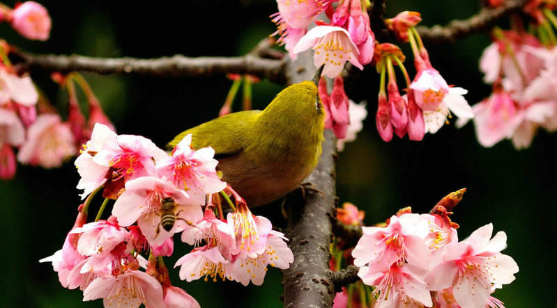 春天里的繡眼鳥圖片