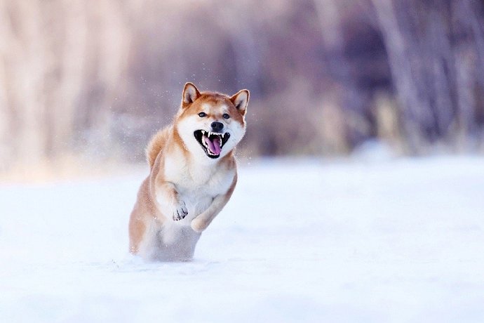 带着柴犬的标志性笑容的狗狗