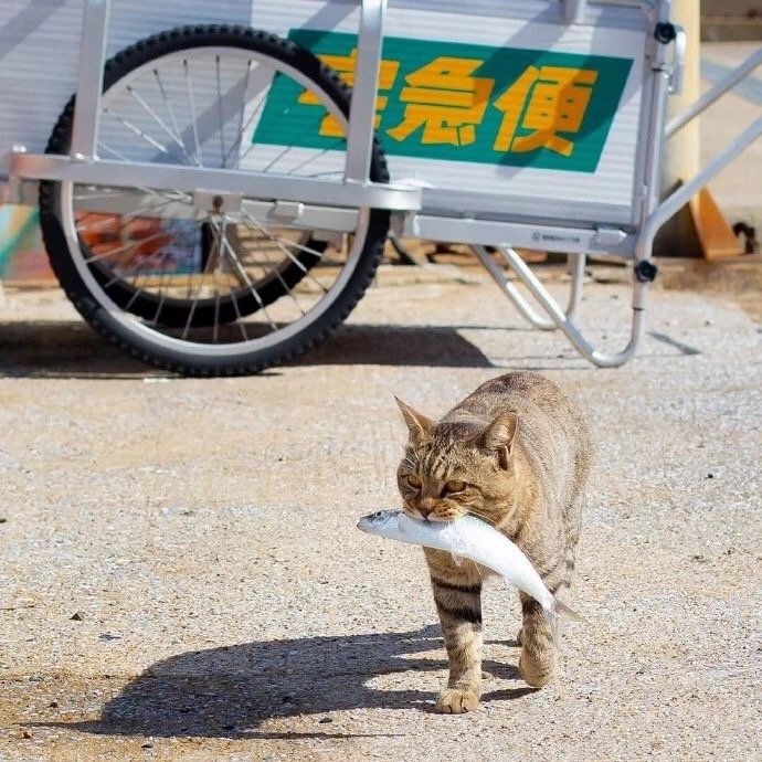 萌翻了的可爱橘猫图片