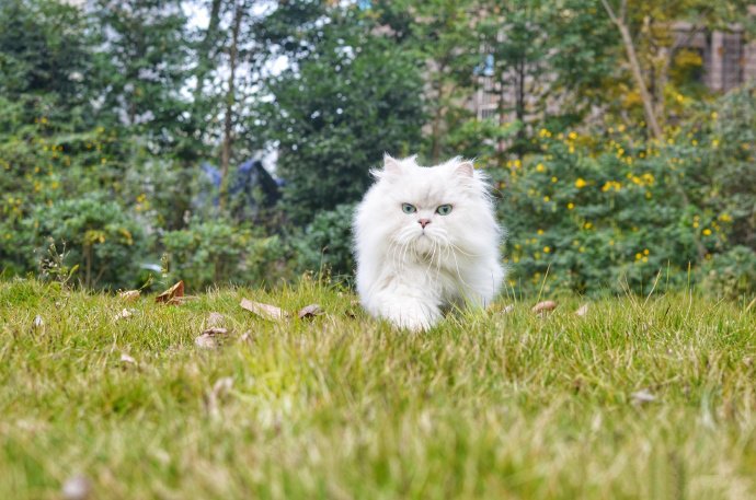 聪明可爱的西伯利亚猫图片