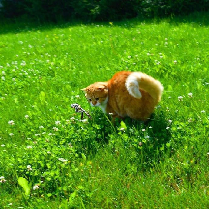 一组可爱小猫咪的夏天拍照时间