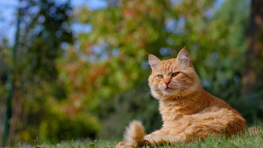 可爱橘猫壁纸图片