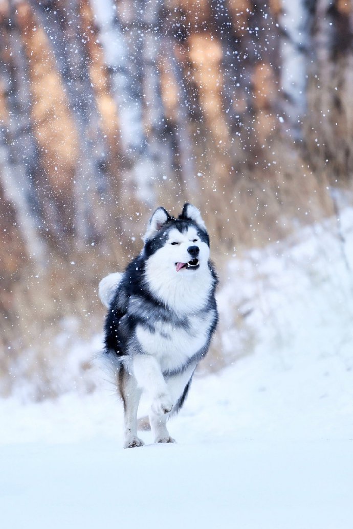 一组黑白双煞的雪中日常照图片欣赏