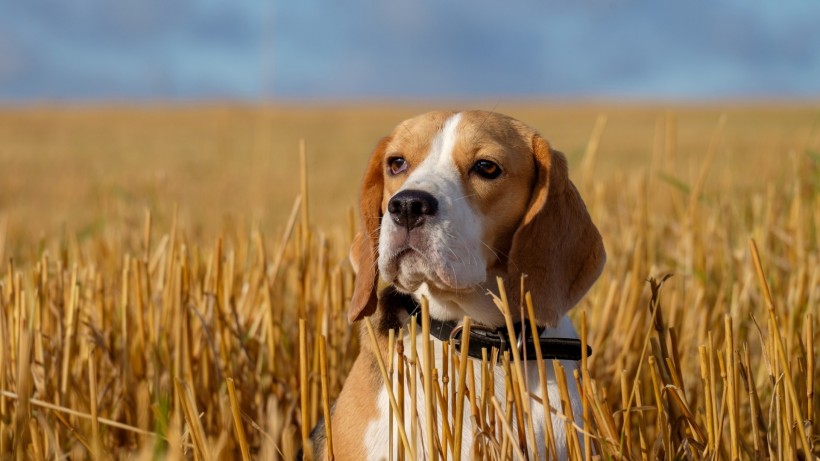 开朗可爱的比格犬图片