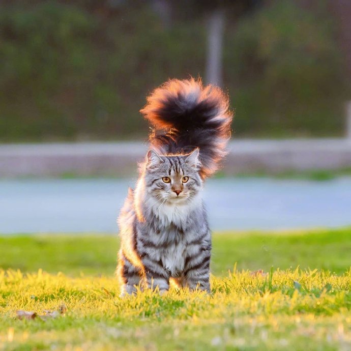 行走中的西伯利亚森林猫男孩