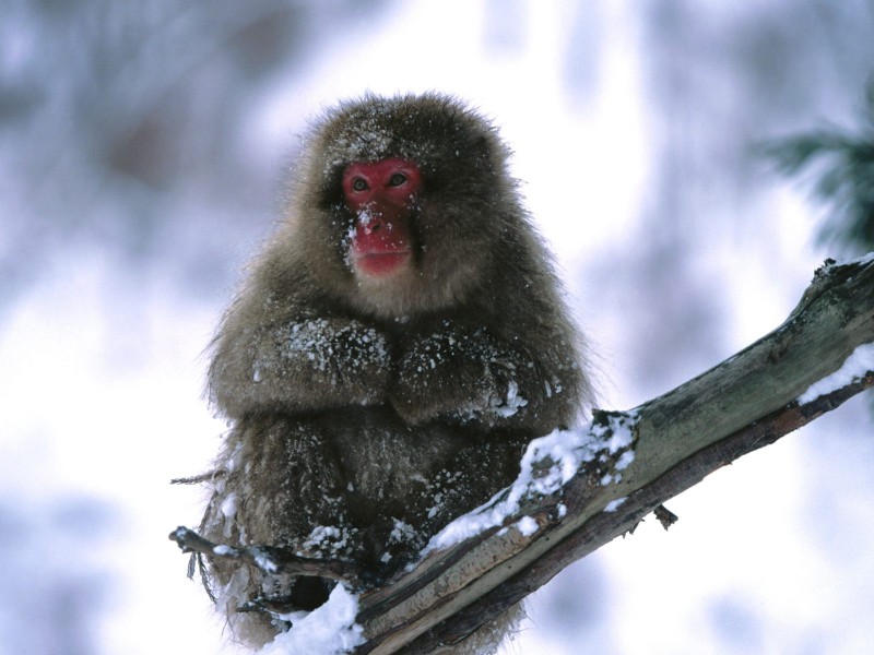 靈長類動物圖片