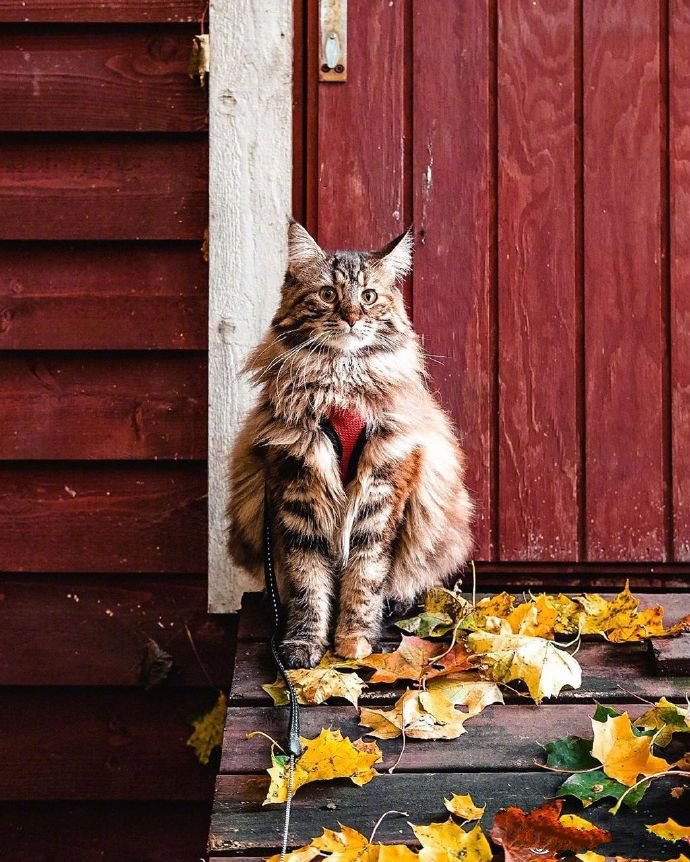 一只散步在深秋林地中的挪威森林-缅因混血猫