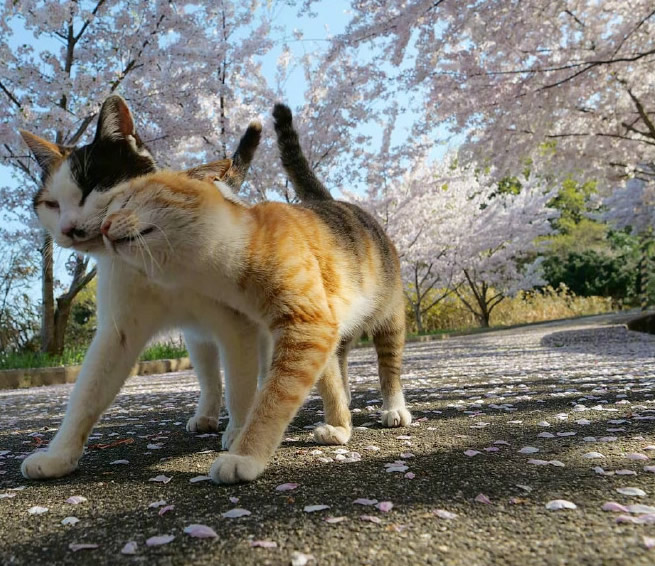 一组超治愈的猫咪图片