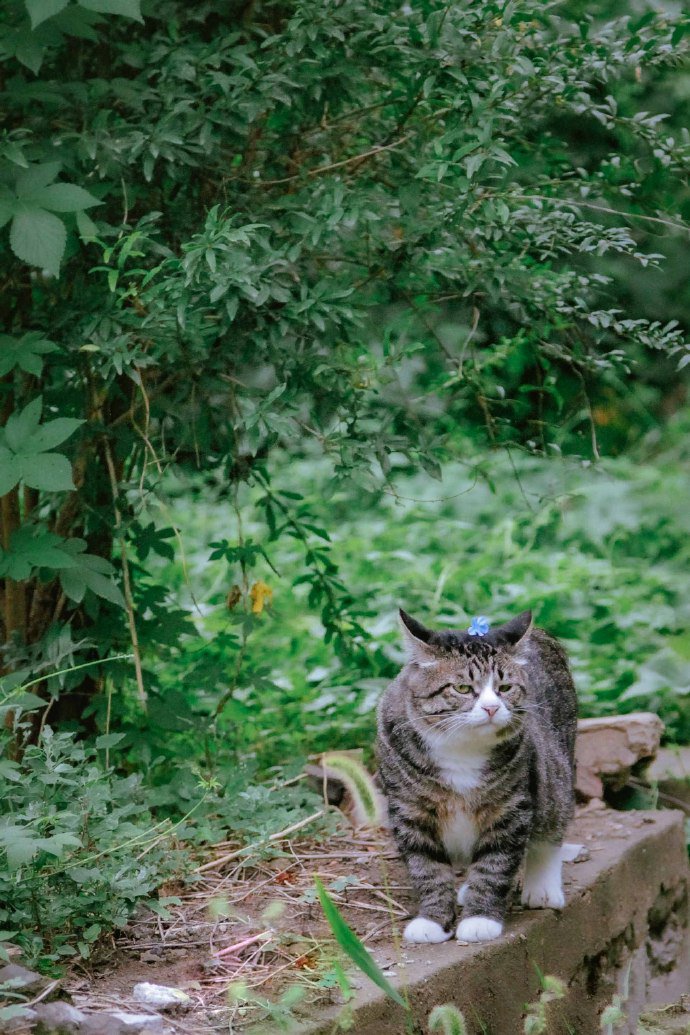 脑袋上戴朵小花的狸花猫图片