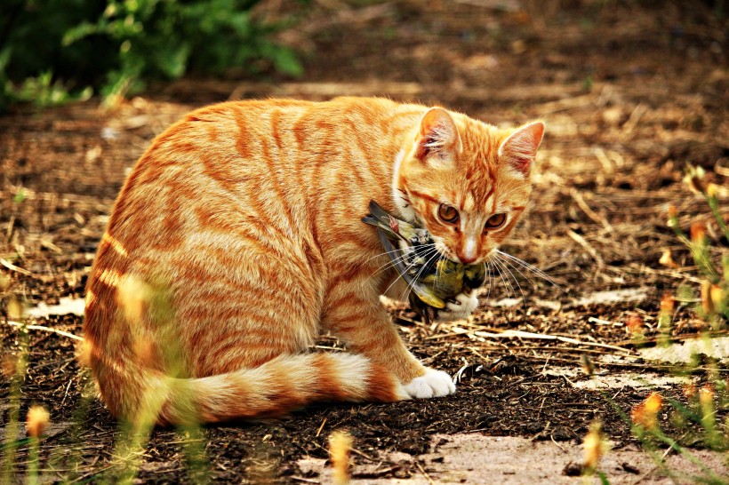 顽皮可爱的虎斑猫图片