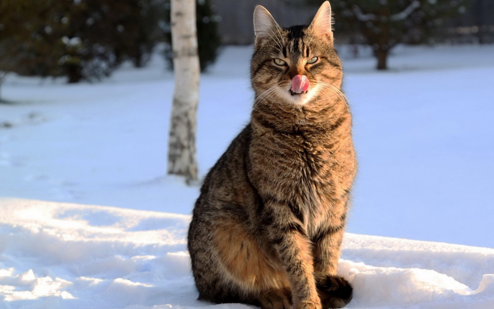 雪地里尽情嬉戏的小猫图片