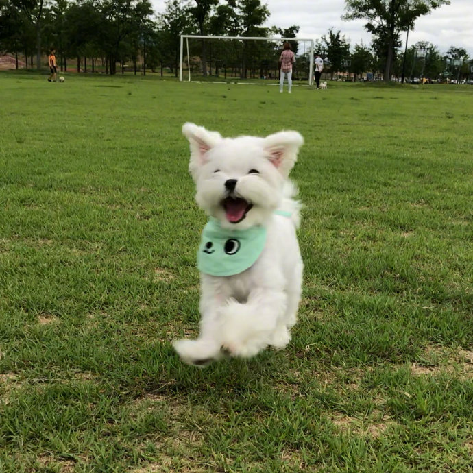 一组在草地上快乐飞奔的狗狗图片欣赏