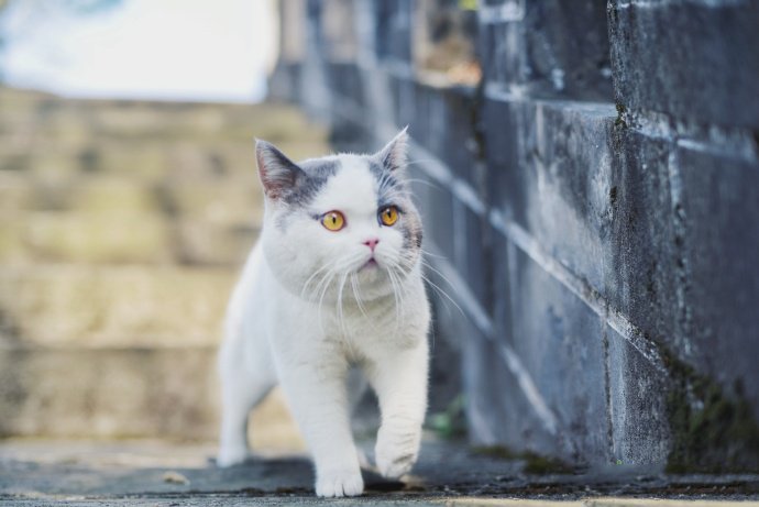 喜欢在野外玩耍的猫咪图片