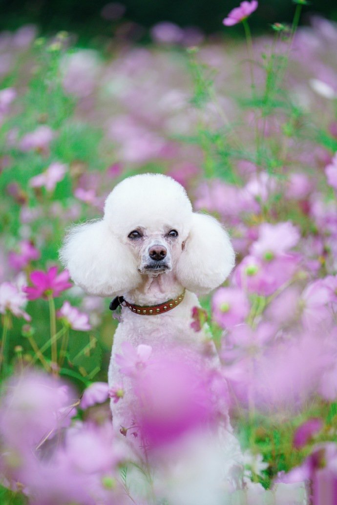 擁有貴婦氣質(zhì)的貴賓犬圖片