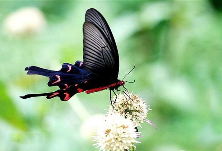 红斑锤尾凤蝶,蝶与花图片