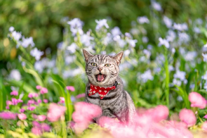 花丛中的虎斑猫图片