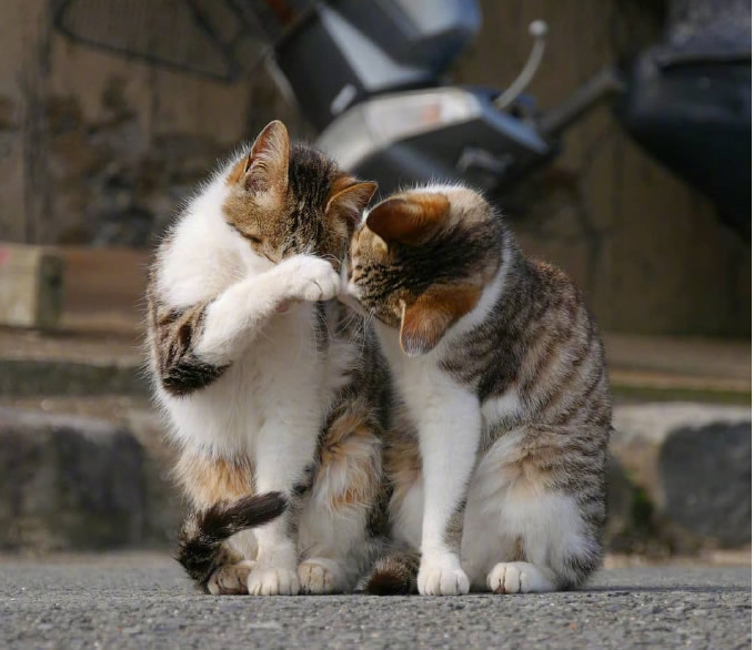 一组超治愈的猫咪图片