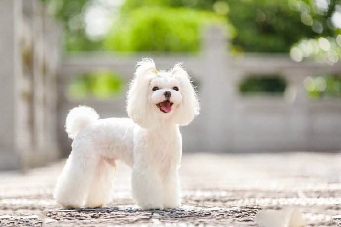 一組干凈可愛(ài)的小型犬圖片