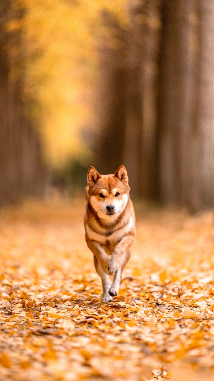 柴犬和秋天很配哦