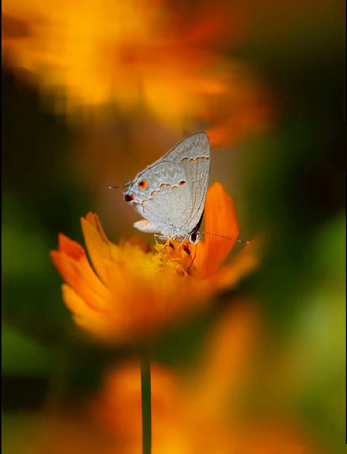一组微距离超唯美的蝴蝶图片